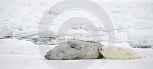 Mother harp seal cow and newborn pup