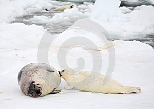Mother harp seal cow and newborn pup