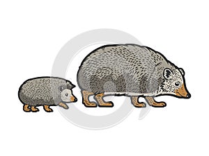 mother hedgehog with cub color sketch vector