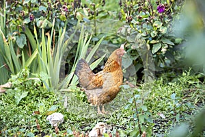 Mother hen with baby chicken on the grass