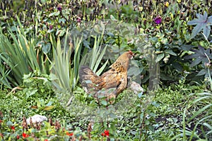 Mother hen with baby chicken on the grass