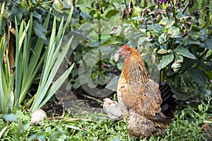 Mother hen with baby chicken on the grass