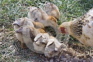 Mother hen with baby chicks photo