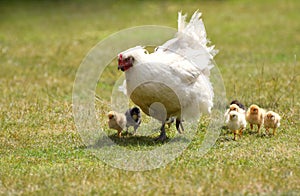 Mother hen with baby chicks photo