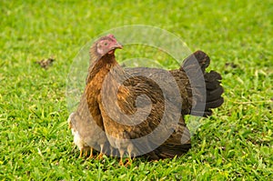 Mother hen with chick