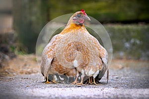 Mother hen chicken with cute tiny baby chicks all protected beneath her wings keeping warm outdoors only their 12 legs visible photo