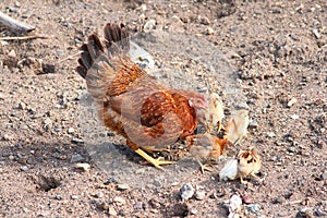 Mother hen with chickens