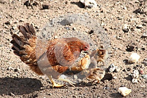 Mother hen and chickhens feeding