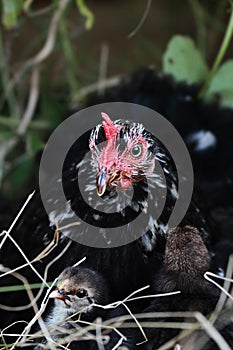 Mother Hen and Chicks