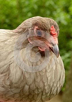 Mother Hen Easter Egger Chicken