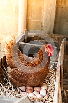 Mother Hen hatching eggs in nest