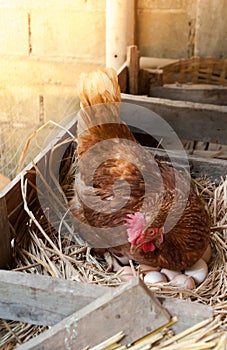 Mother Hen hatching eggs in nest