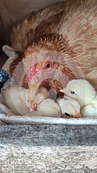 Mother hen and her chicks