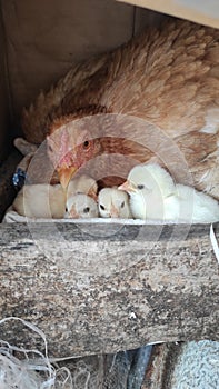 Mother hen and her chicks