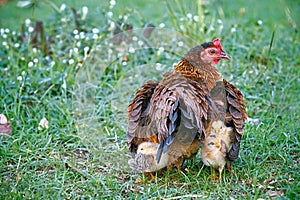Mother hen hiding young chicks under her wings photo