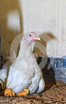 Mother hen with its baby chicken. Adorable baby chicks resting in the safety of mother hens feathers. Hen with baby chicken.