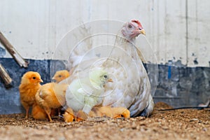 Mother hen with its baby chicken. Adorable baby chicks resting in the safety of mother hens feathers. Hen with baby chicken.