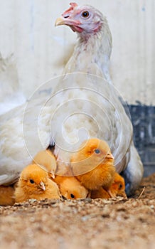 Mother hen with its baby chicken. Adorable baby chicks resting in the safety of mother hens feathers. Hen with baby chicken.