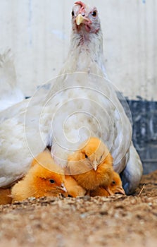 Mother hen with its baby chicken. Adorable baby chicks resting in the safety of mother hens feathers. Hen with baby chicken.