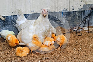 Mother hen with its baby chicken. Adorable baby chicks resting in the safety of mother hens feathers. Hen with baby chicken.