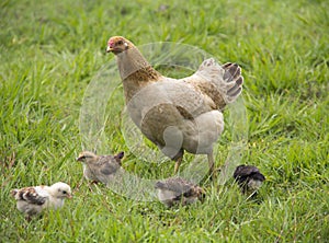 Mother Hen with its chicks