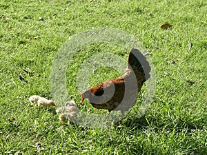 Mother hen and little chicks in the green grass meadow, chicken in open air