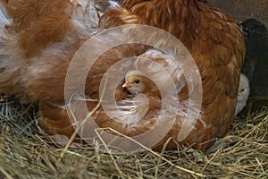 A mother hen with newly hatched Chicks