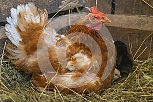 A mother hen with newly hatched Chicks