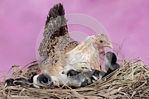 A mother hen is playing with her newly hatched babies while incubating her eggs.