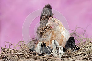 A mother hen is playing with her newly hatched babies while incubating her eggs.