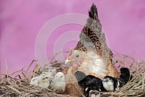 A mother hen is playing with her newly hatched babies while incubating her eggs.