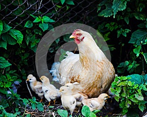 Mother Hen and Protecting Chicks