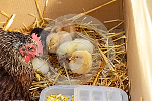 the mother hen teaches self-hatched chicks to eat.