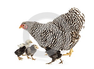 Mother Hen walking with its chicks against white background