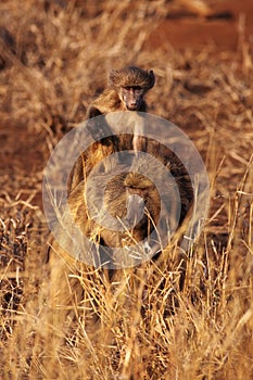 The mother with her baby of chacma baboon Papio ursinus sitting on her back in the savanna