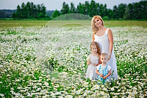 A mother with her blonde son and daughter in a field of daisies in bloom. Enjoy the fragrance of a bouquet of chamomile