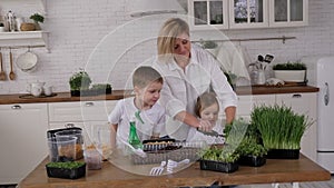 A mother and her children grow micro-greens at home, they cut peas with scissors