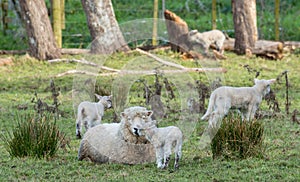 Mother And Her Lambs