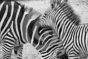 Zebra, Equus Quagga in the Zoo Blijdorp in the city Rotterdam in the summer in black and white. photo