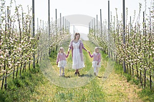 Mother and her twin daughters hold hands and walk through a blooming Apple orchard in spring