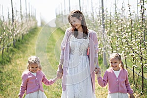 Mother and her twin daughters hold hands and walk through a blooming Apple orchard in spring