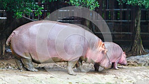 Mother hippopotamus and baby hippopotamus walking