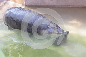 Mother Hippopotamus Guarding Her Baby