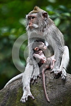 Mother holding baby monkey photo