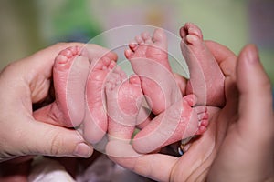 The mother is holding in the hands feet of newborn triplets baby.