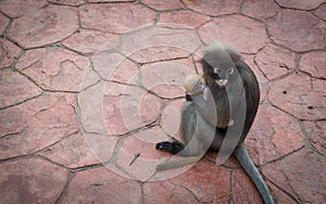 Mother holding orange baby dusky Monkey while sitting on red paved sidewalk