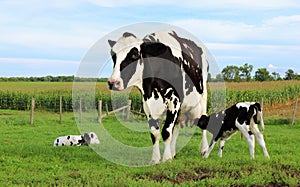 Mother Holstein cow bonding with her very newborn twin calves