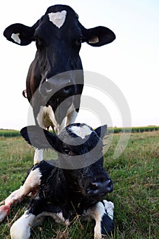 Holstein Cow stands behind her newborn wet calf