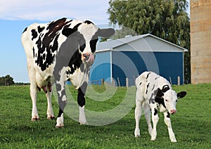 Mother Holstein with her brand new calf in the meadow
