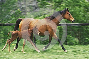 Mother horse